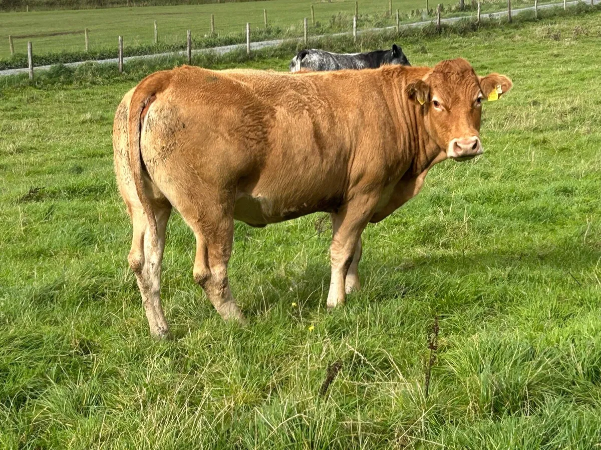 10 5 star limousine genotyped heifers - Image 4
