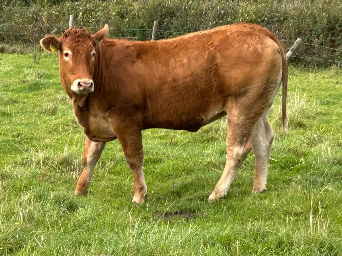 10 5 star limousine genotyped heifers - Image 1