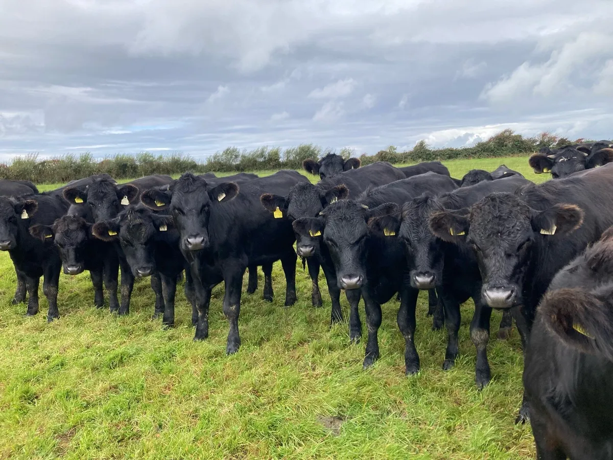 AAX Bullocks