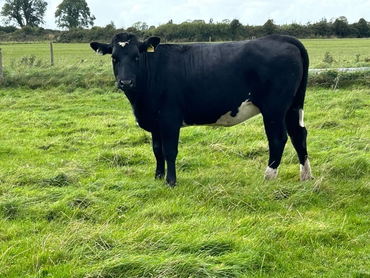 5 star genotyped limousine heifer - Image 1
