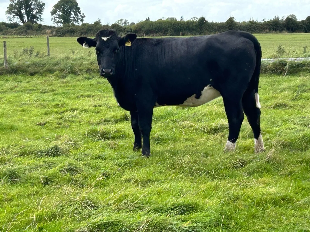 5 star genotyped limousine heifer - Image 2