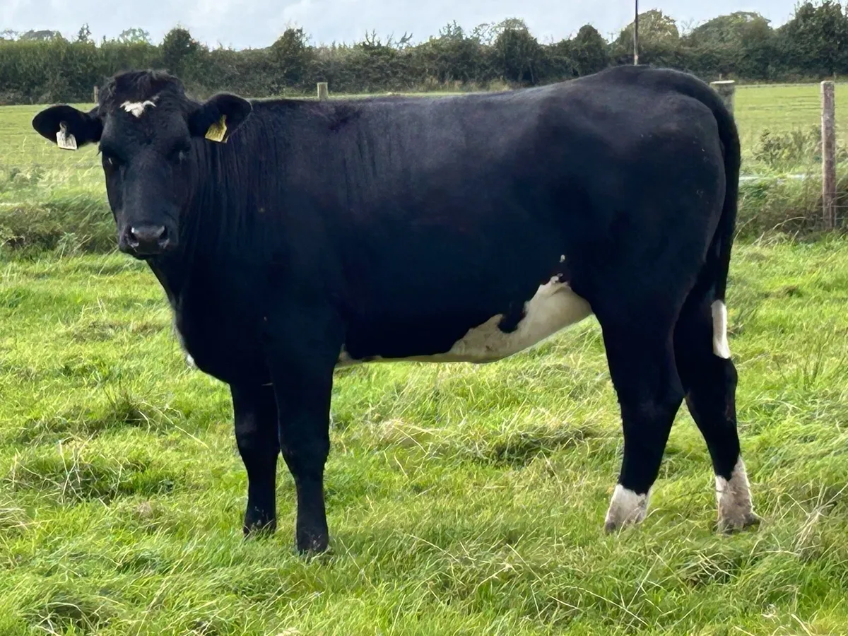 5 star genotyped limousine heifer - Image 3