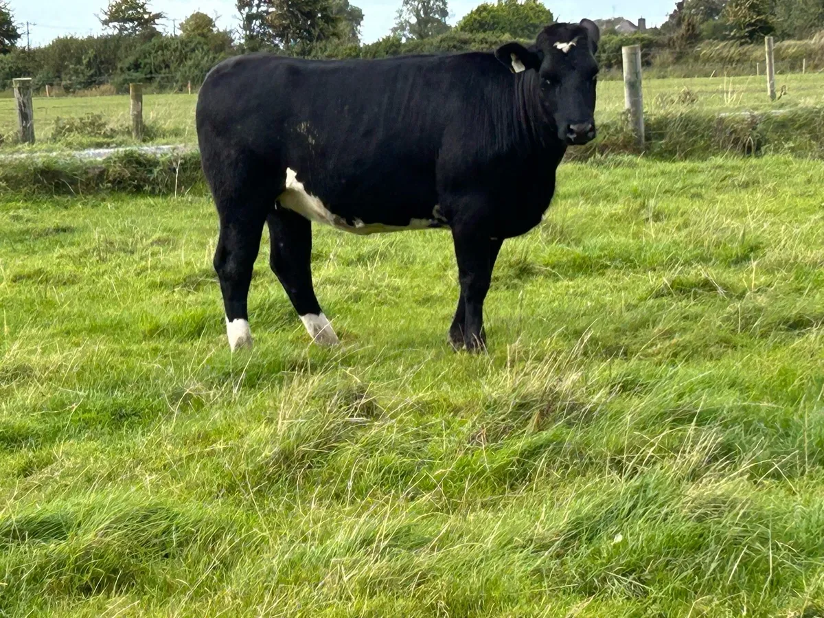 5 star genotyped limousine heifer - Image 4