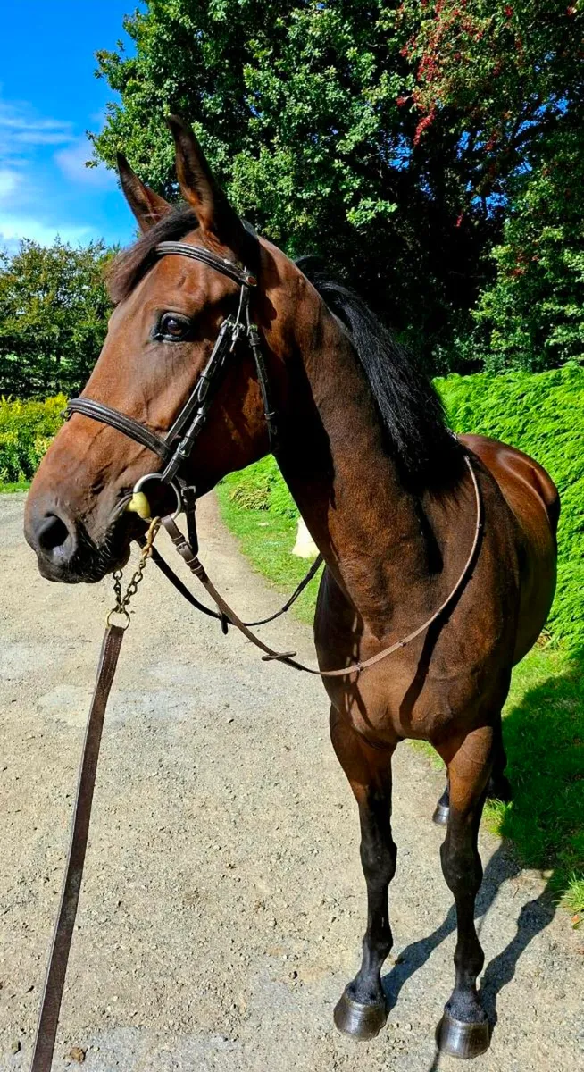 3yr old gelding - Image 1