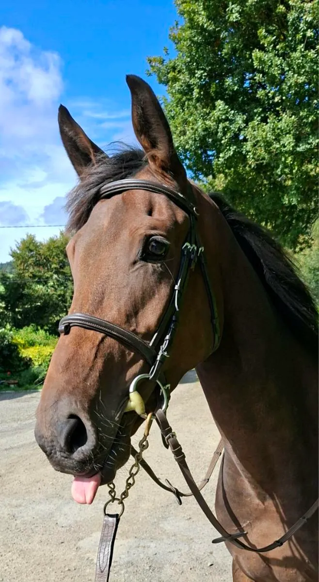 3yr old gelding - Image 2
