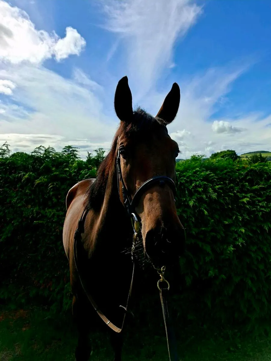 3yr old gelding - Image 3