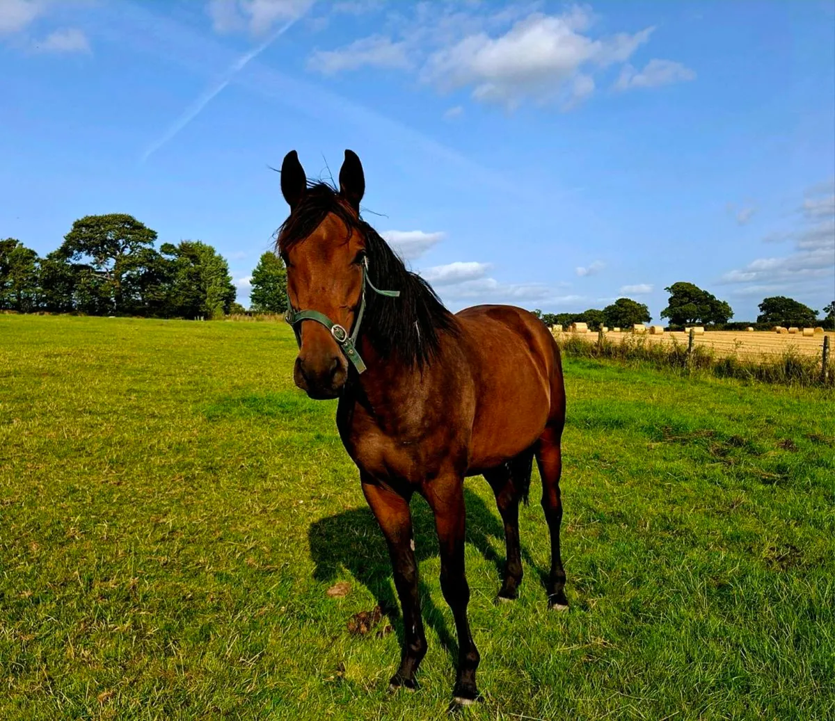 3yr old gelding - Image 4