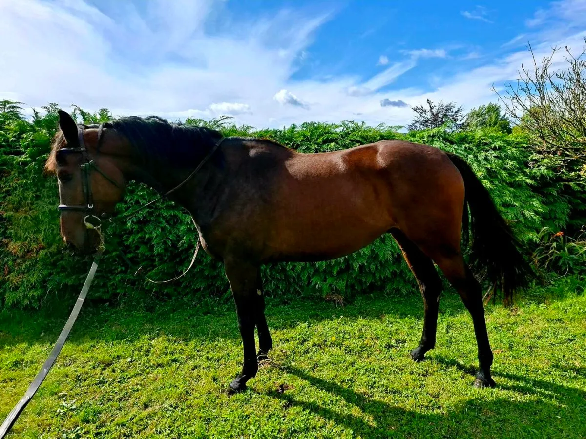 3yr old gelding - Image 1