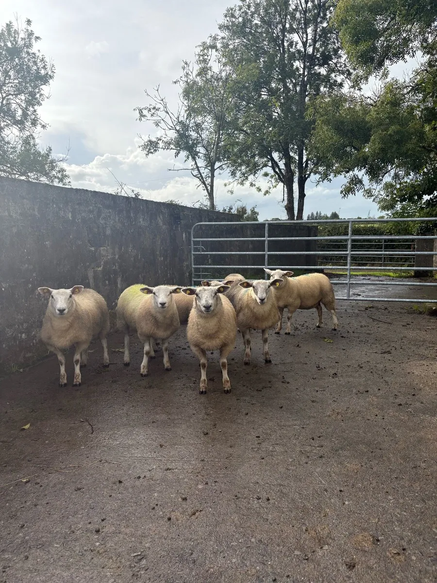 Ewe lambs - Image 1