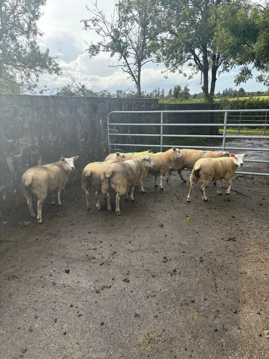 Ewe lambs - Image 2