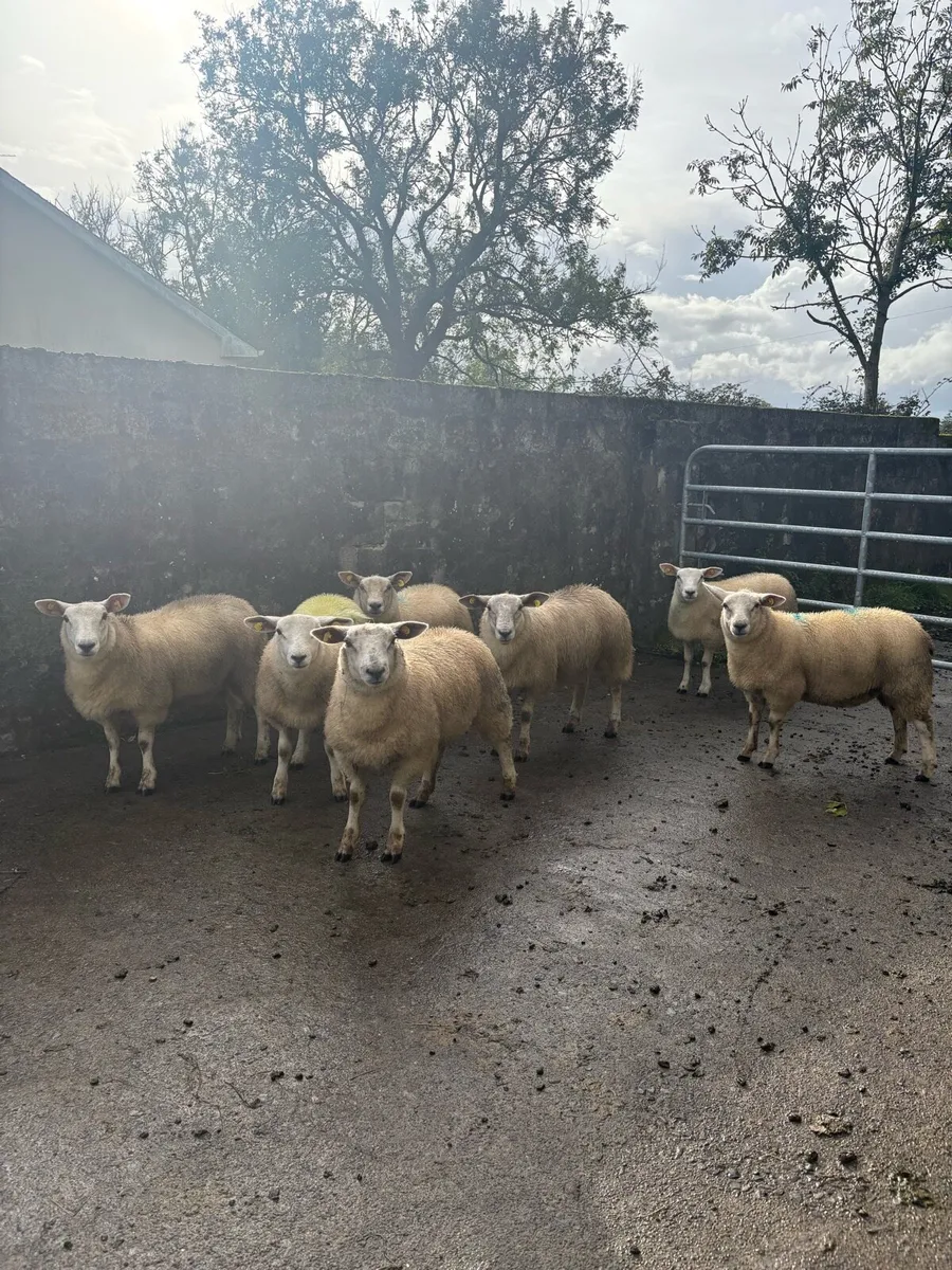 Ewe lambs - Image 3