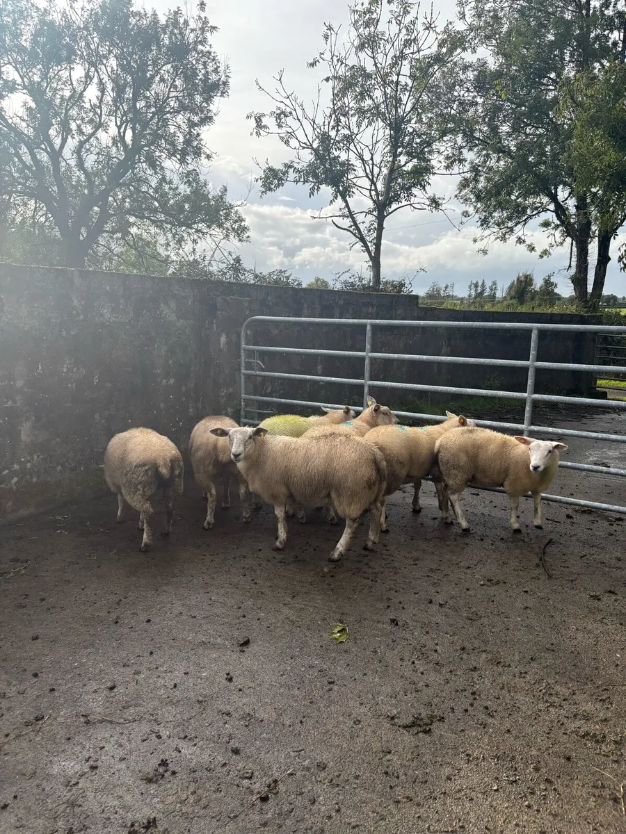 Ewe lambs - Image 4