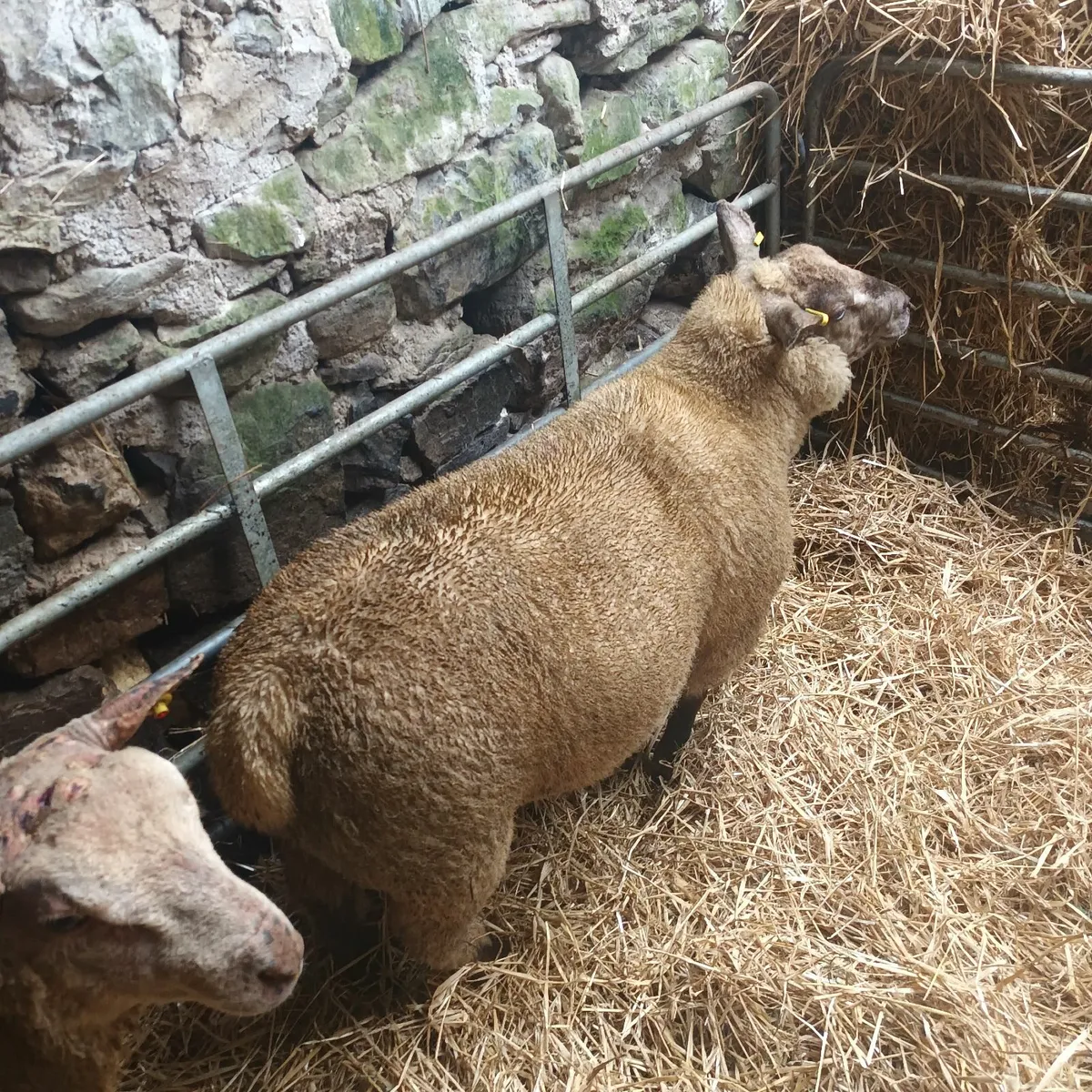 Suftex x ram lamb - Image 2