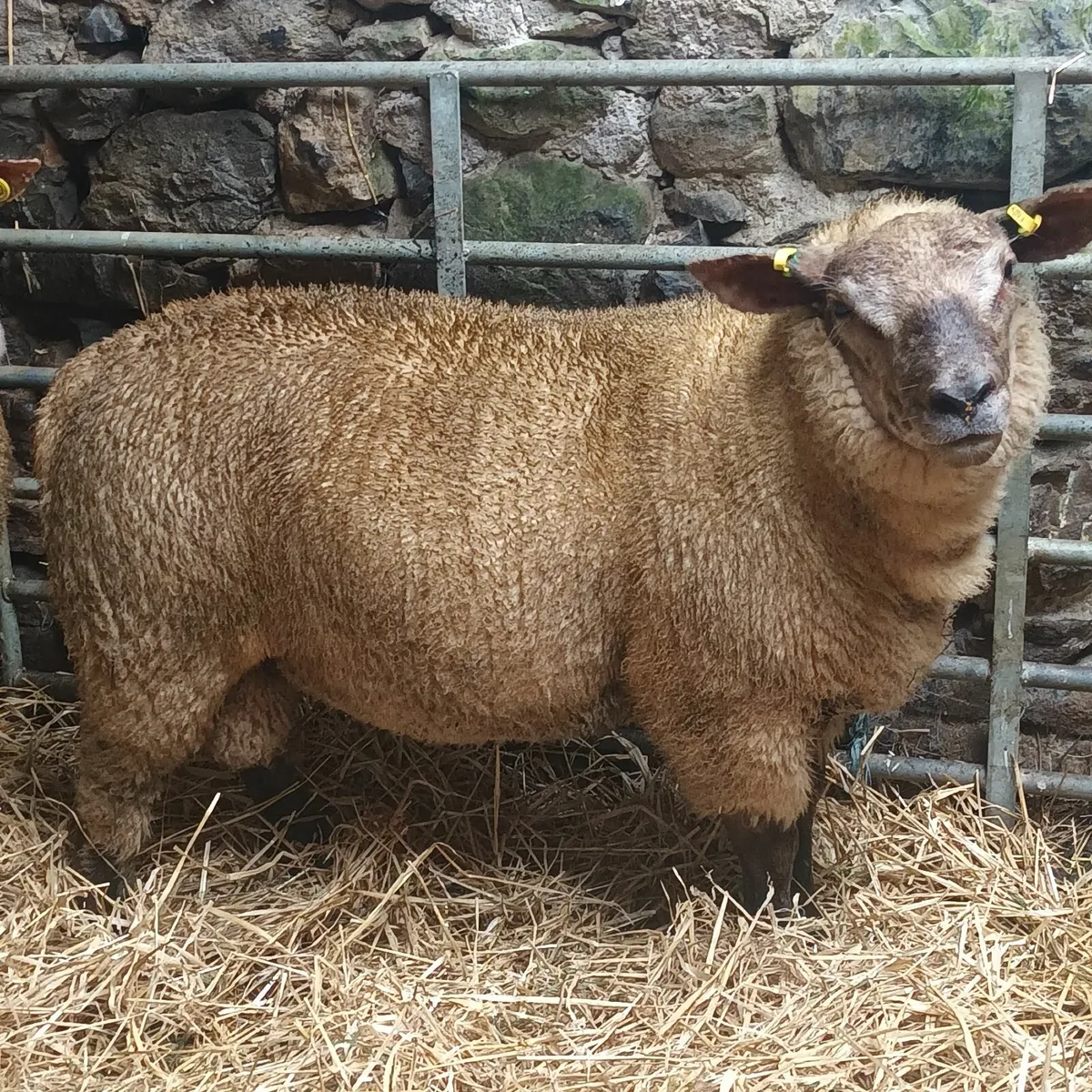 Suftex x ram lamb - Image 1