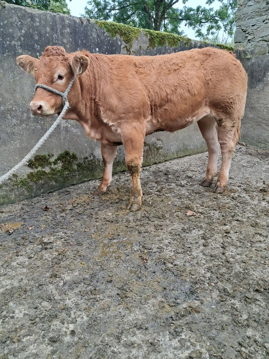 Pedigree Heifers - Image 1