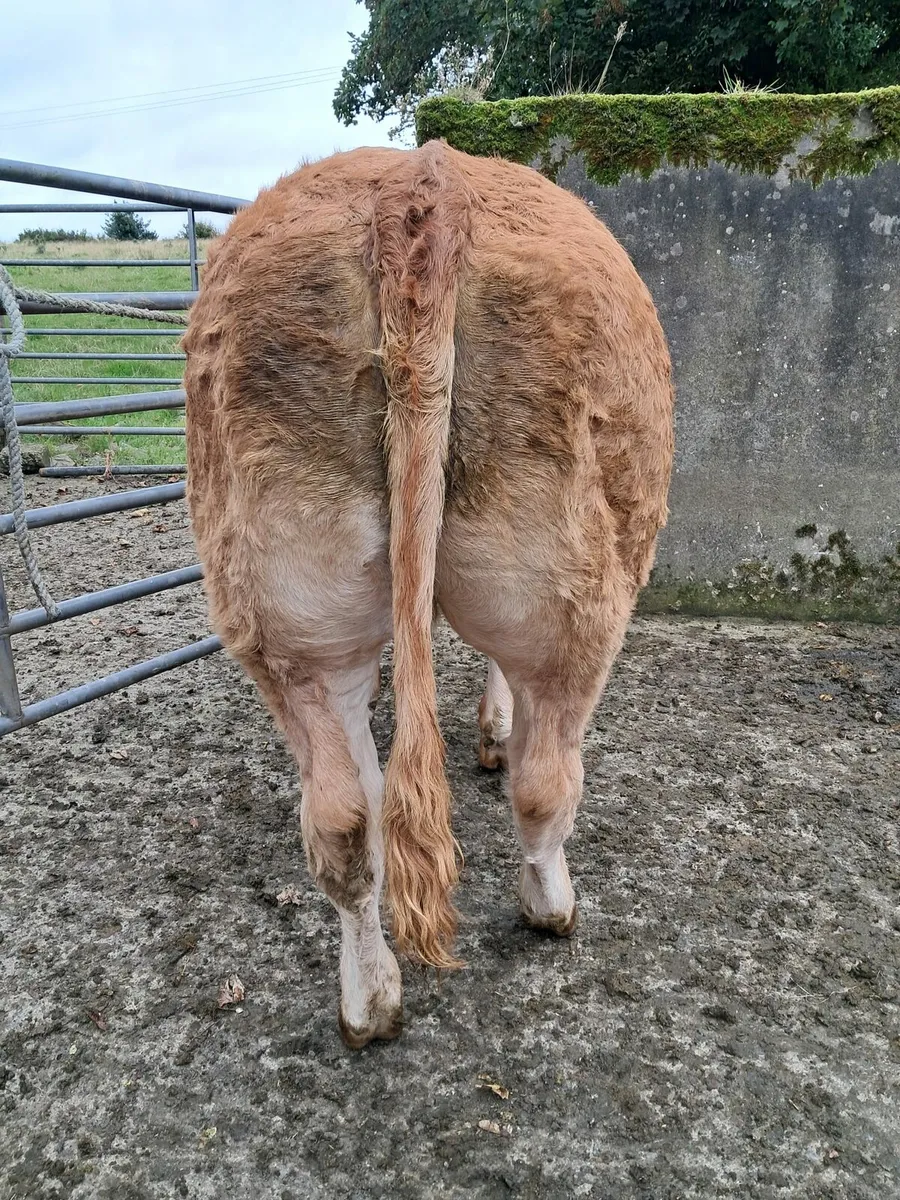 Pedigree Heifers - Image 2