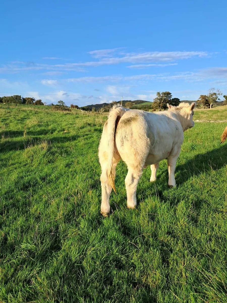 Pedigree Heifers - Image 3