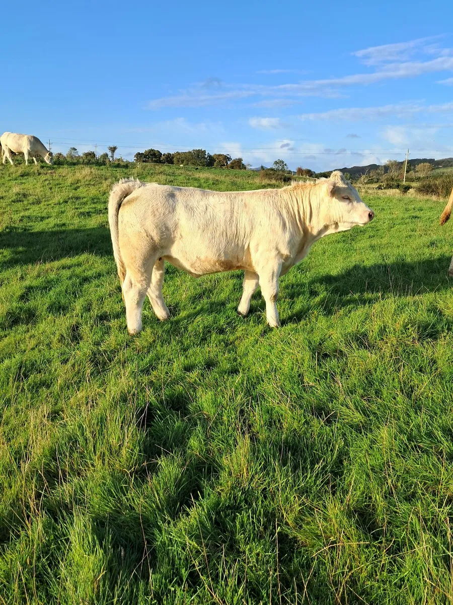 Pedigree Heifers - Image 4
