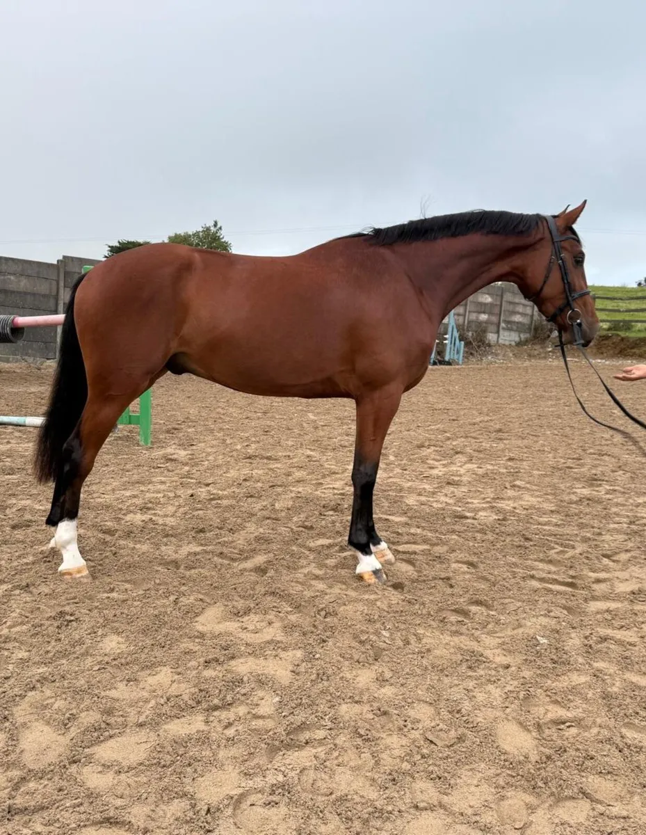 ☘️Eyecatching 3yo 16.2hh ISH Gelding☘️ - Image 1