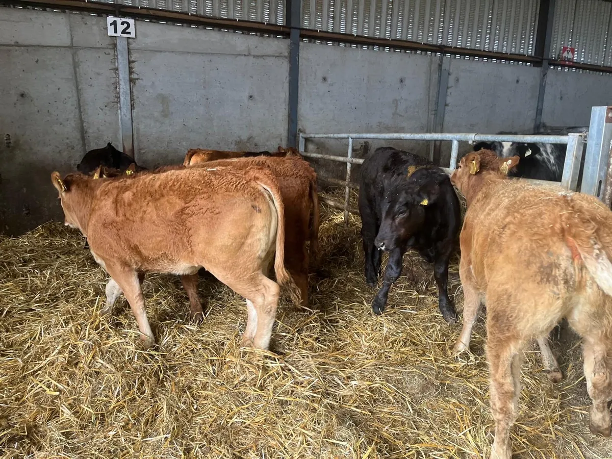 8 super 300 kg u grade limosin  heifers - Image 1