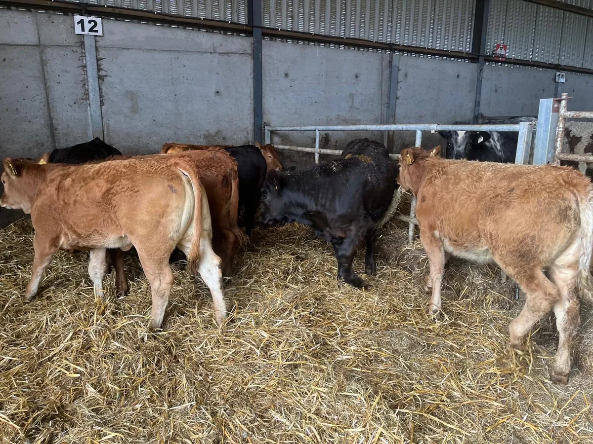 8 super 300 kg u grade limosin  heifers - Image 2