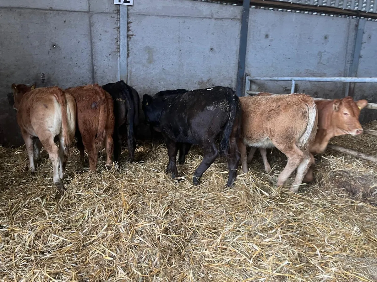 8 super 300 kg u grade limosin  heifers - Image 3