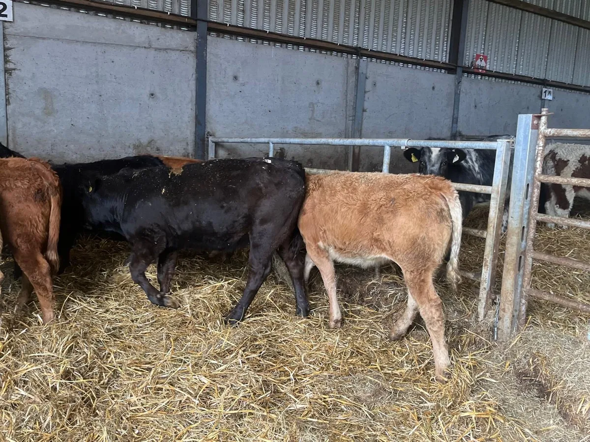 8 super 300 kg u grade limosin  heifers - Image 4
