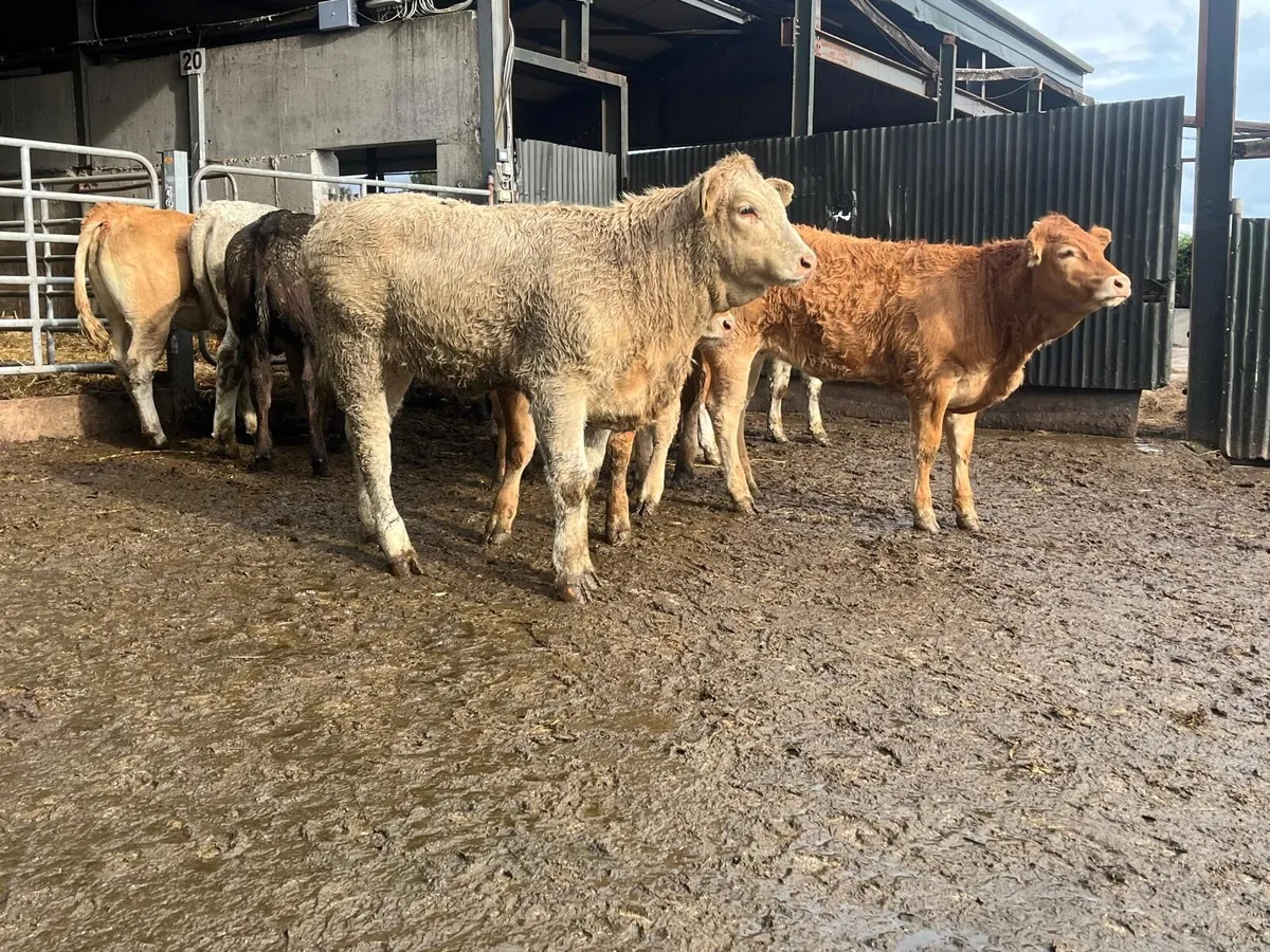12 super  360 kg continental heifers - Image 1