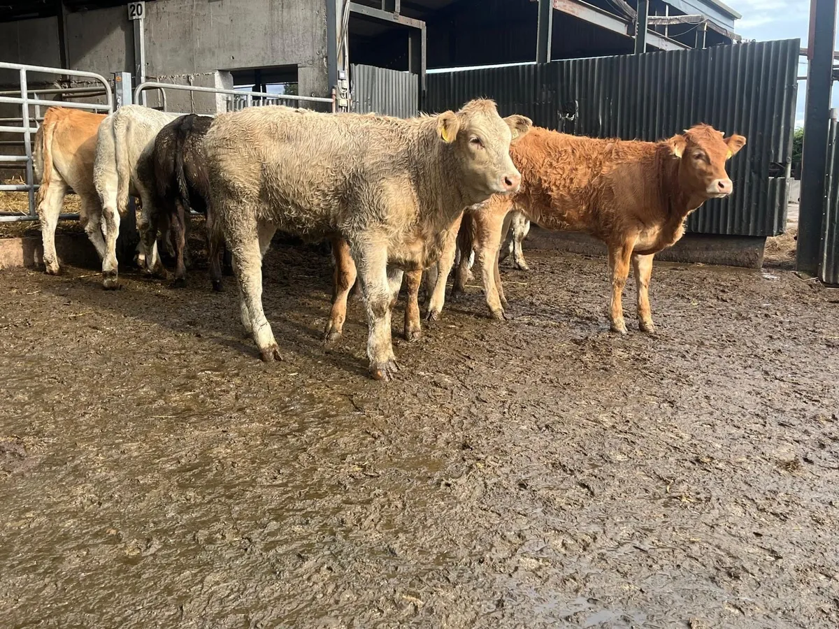 12 super  360 kg continental heifers - Image 2