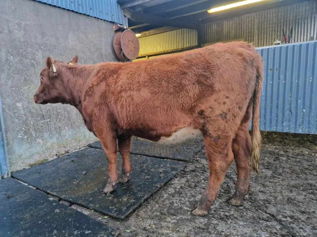 Shorthorn Heifer - Image 1