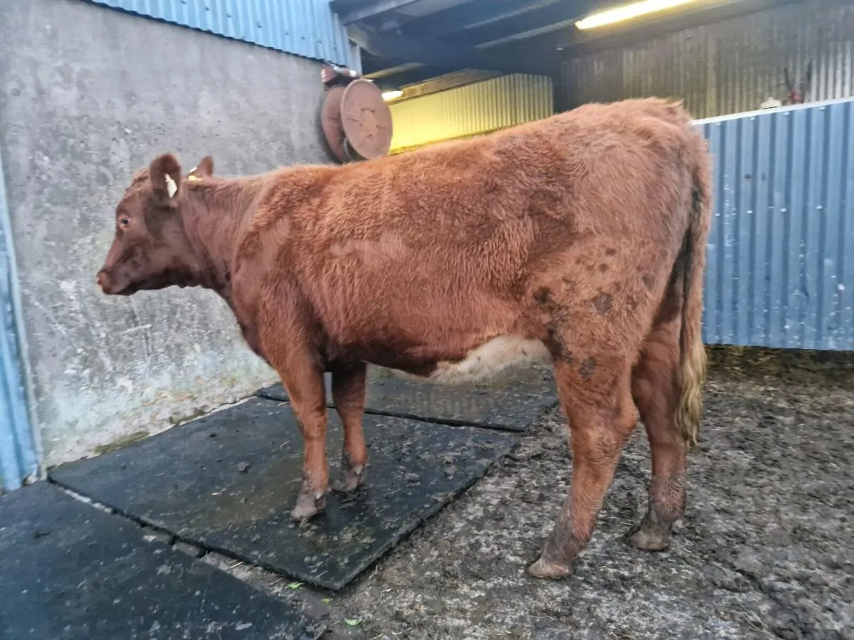 Shorthorn Heifer - Image 2