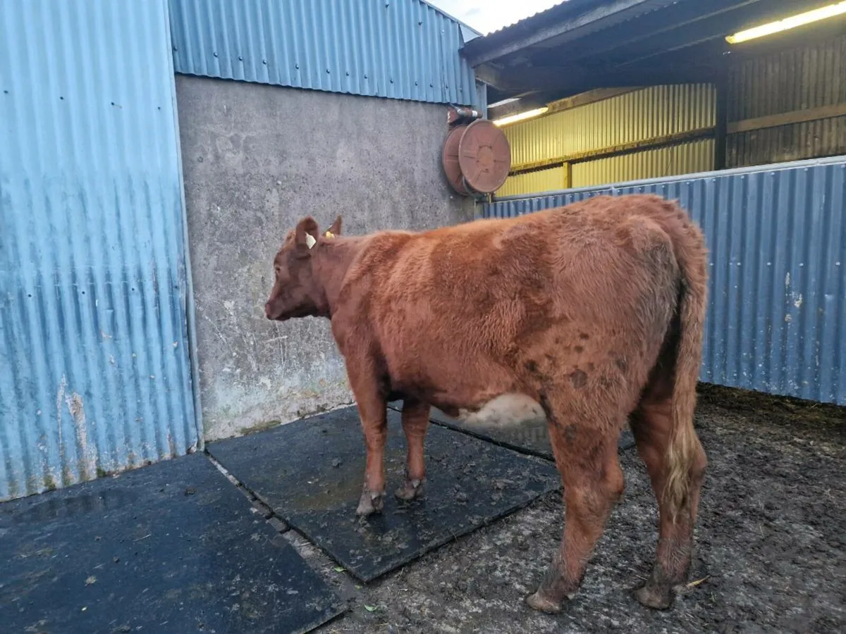 Shorthorn Heifer - Image 3