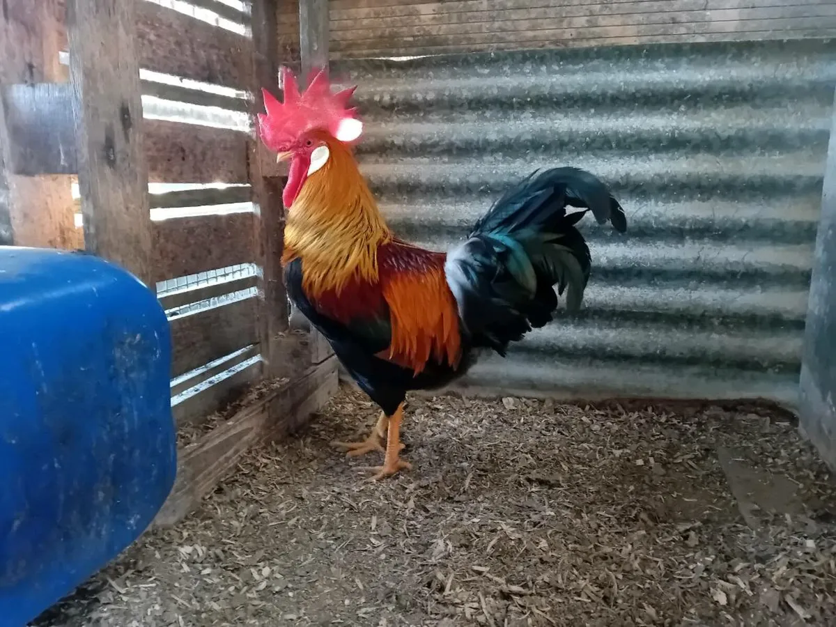 Hens - Image 3