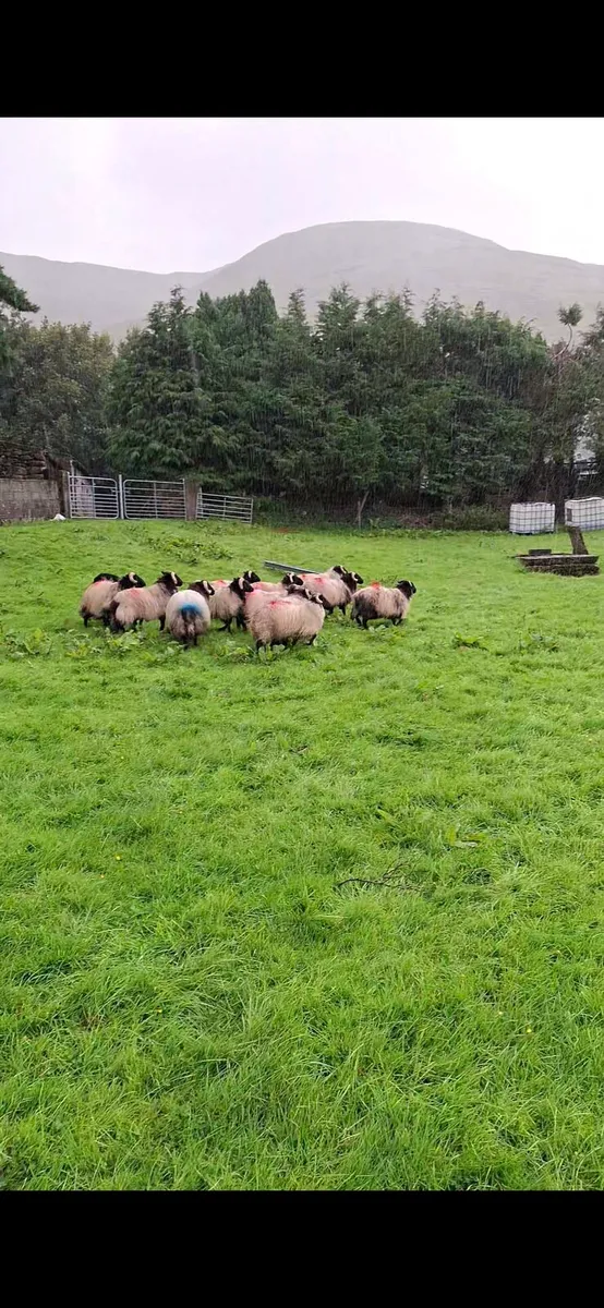 Blackface store lambs