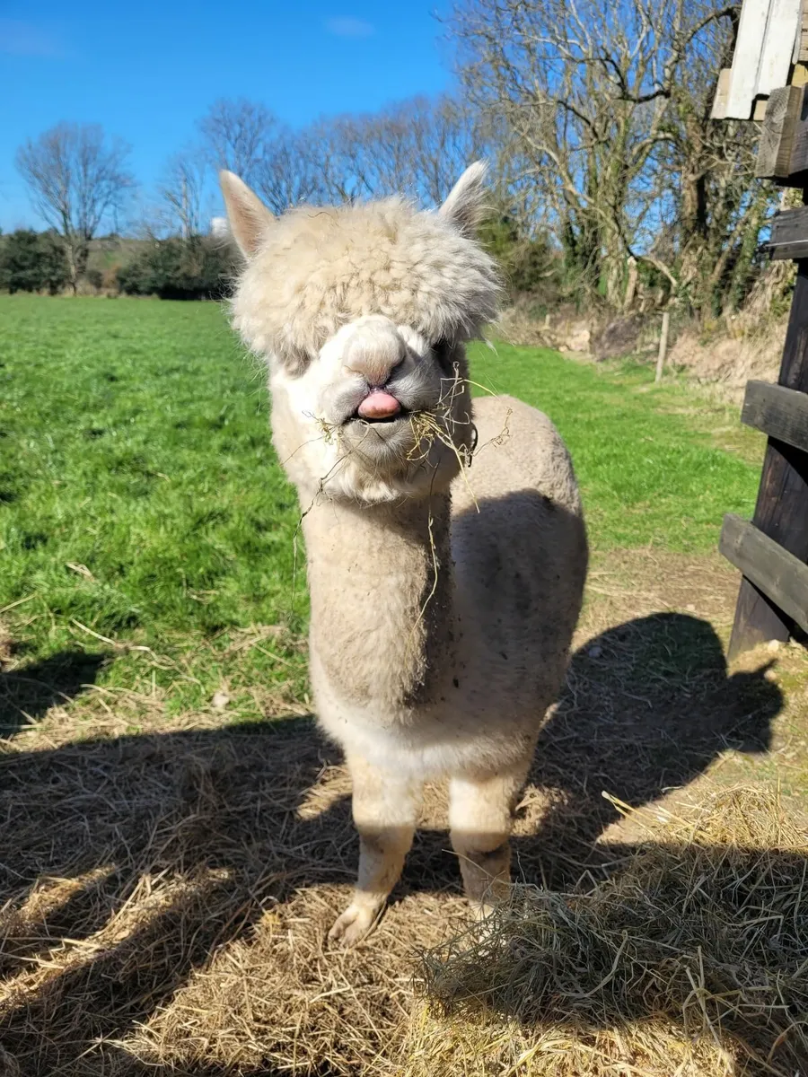 3 Alpacas - Image 3