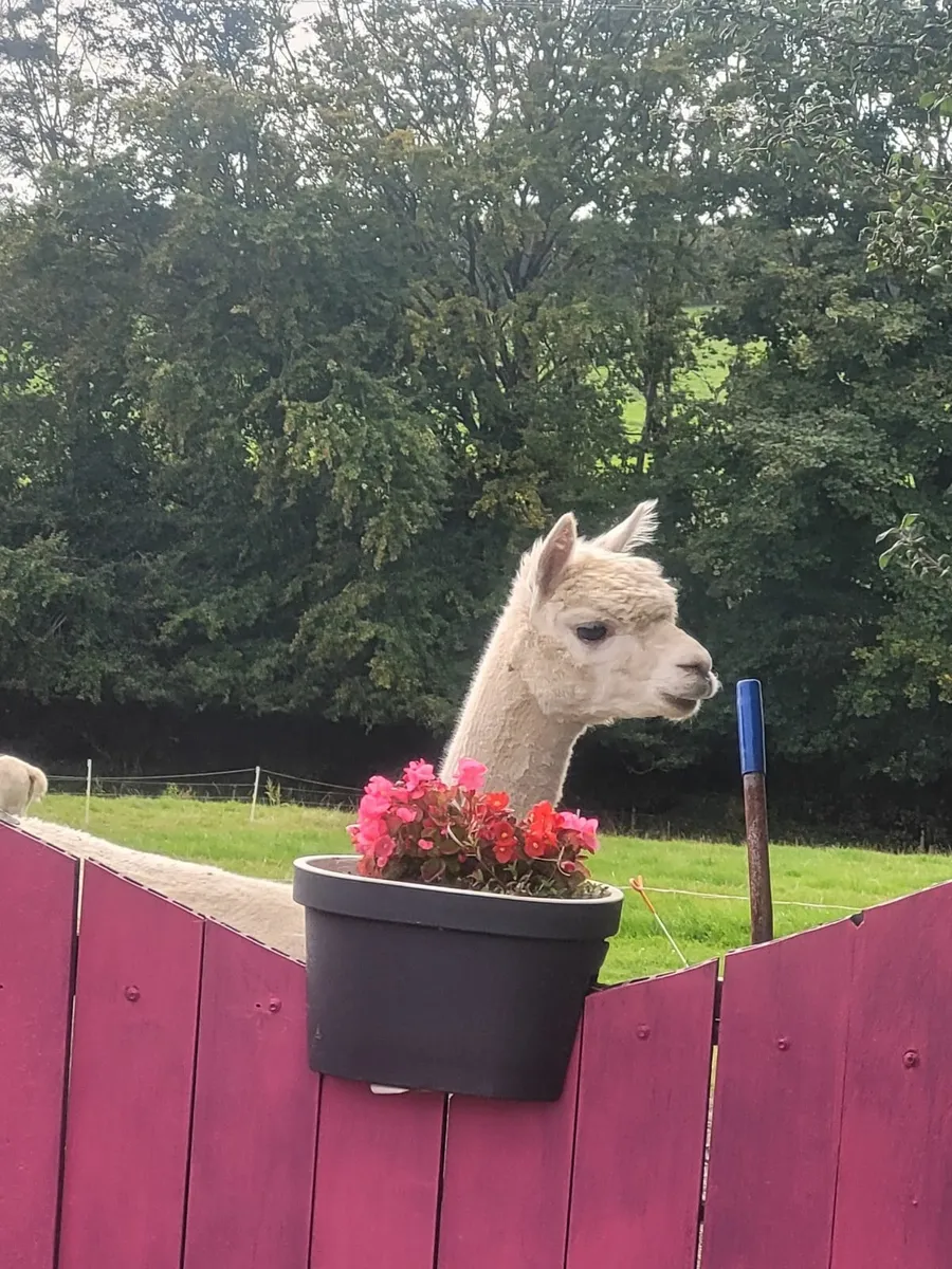 3 Alpacas - Image 4