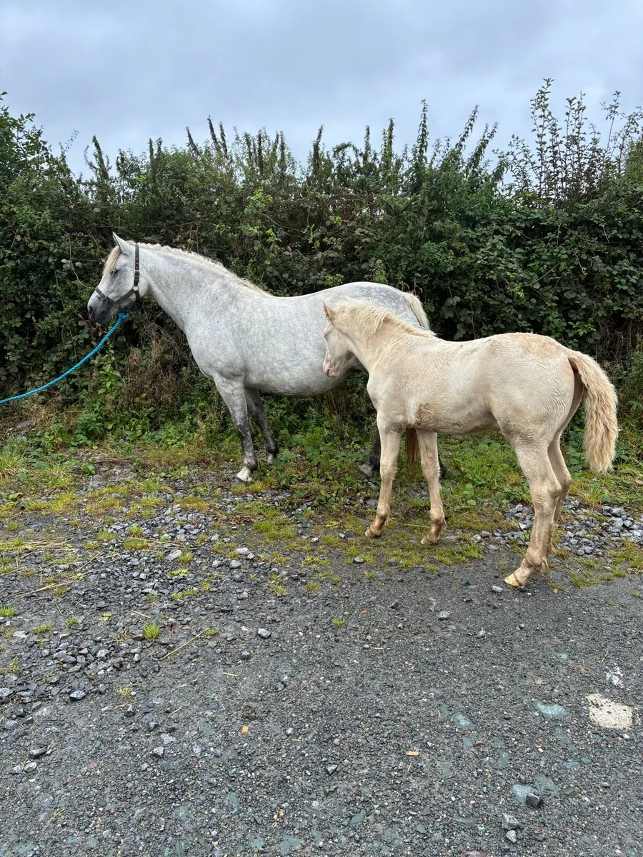 Connemara Colt - Image 2