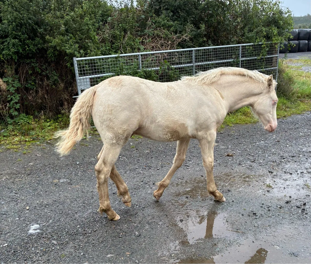Connemara Colt - Image 3