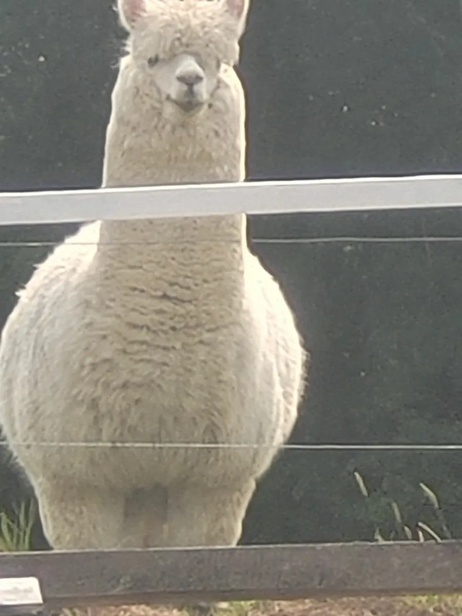 3 Alpacas - Image 1