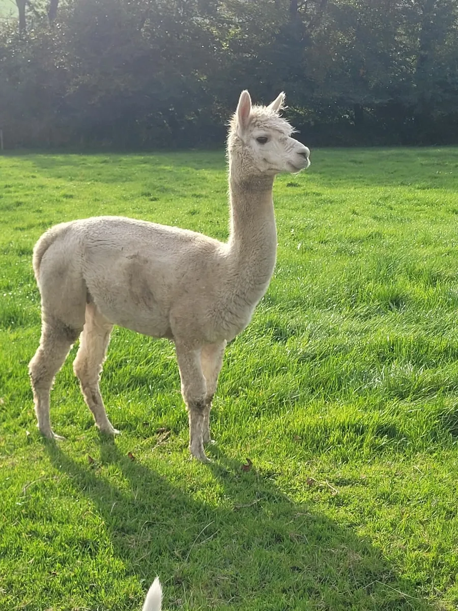 3 Alpacas - Image 2