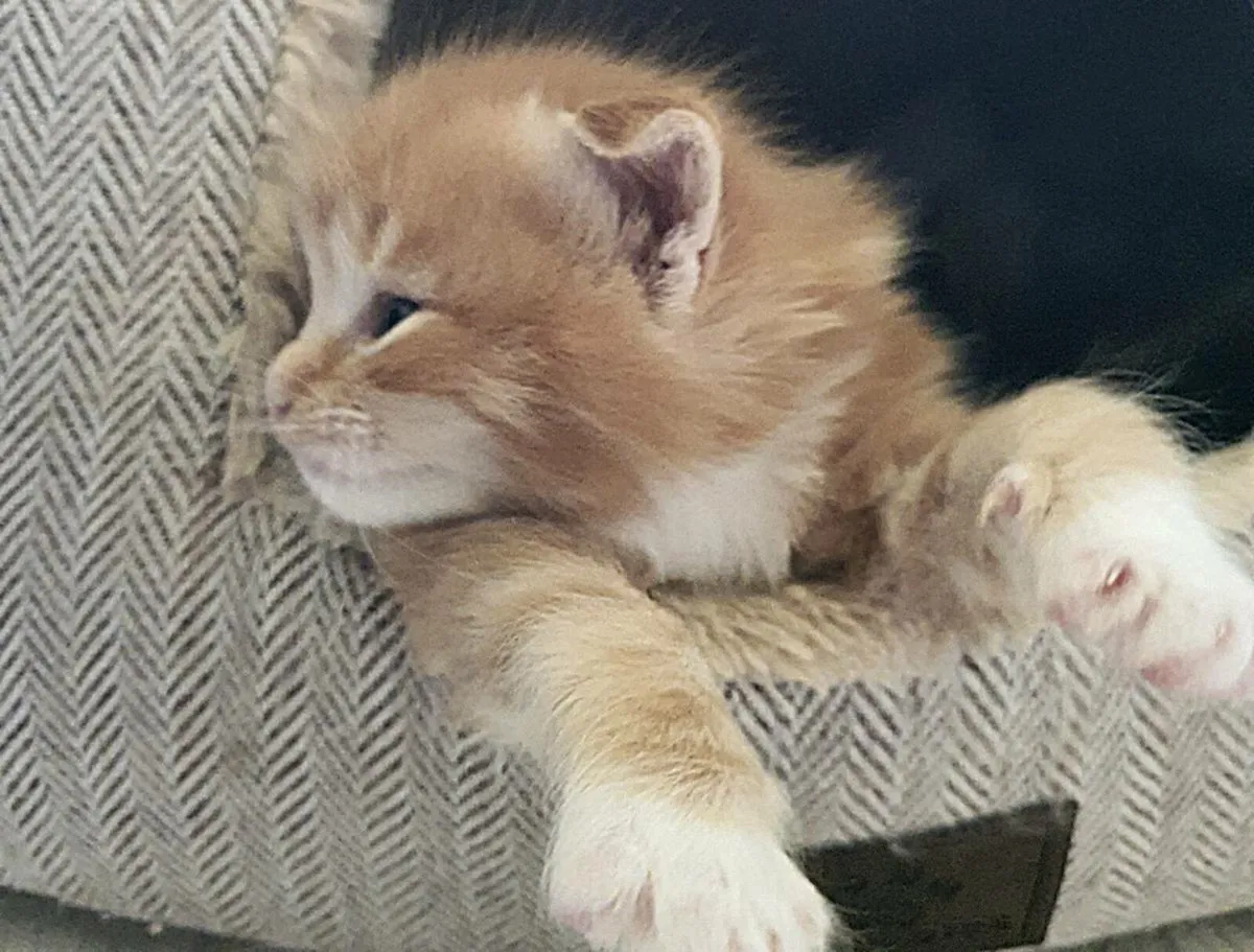 RagCoon Kittens - Maine Coon & Ragdoll Kittens - Image 2