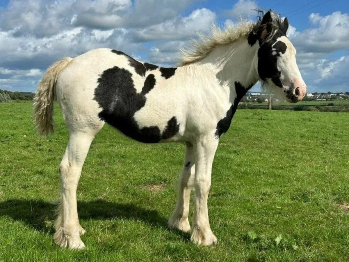 Traditional Irish Cob filly foals for sale - Image 1