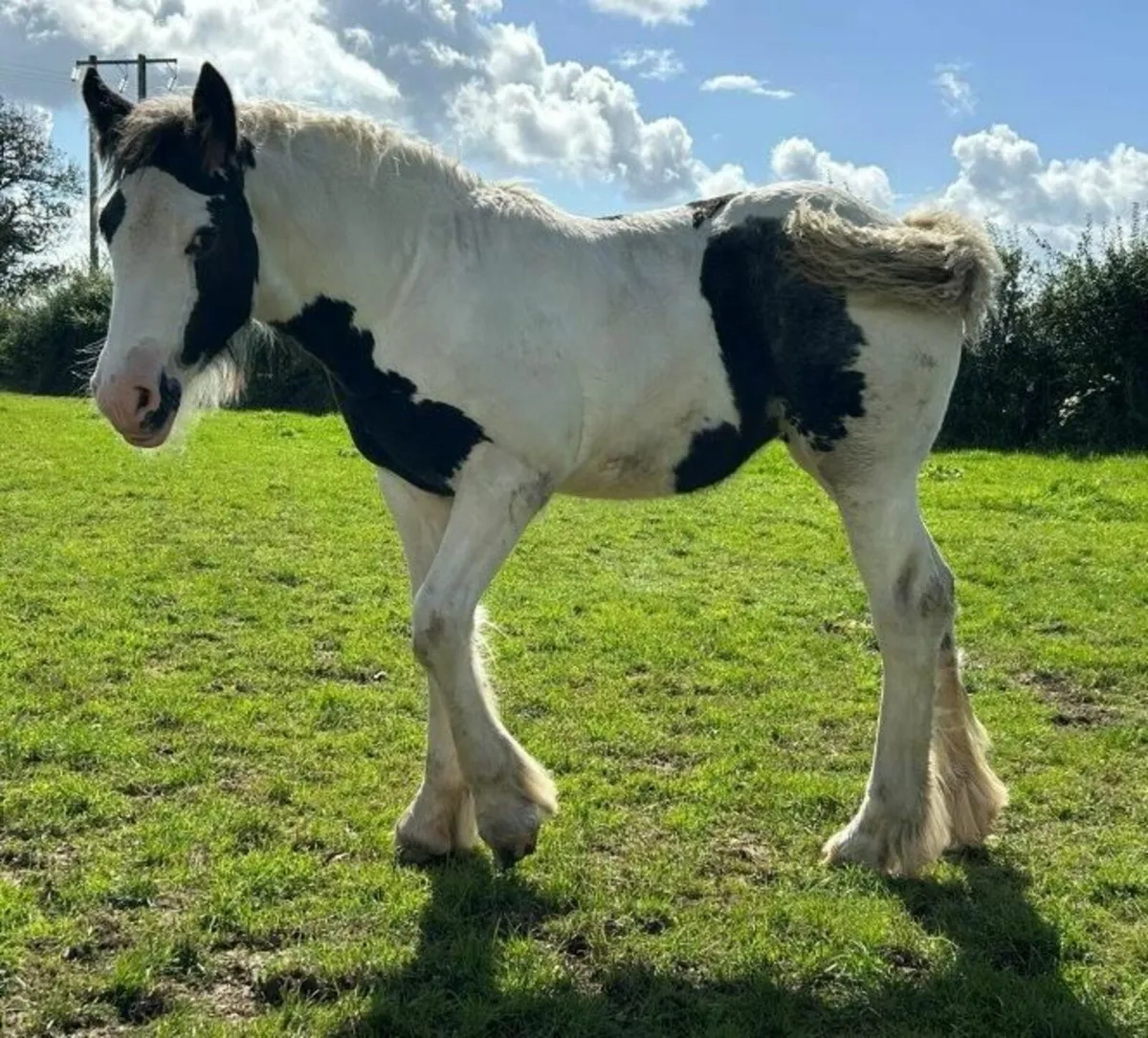 Traditional Irish Cob filly foals for sale - Image 2