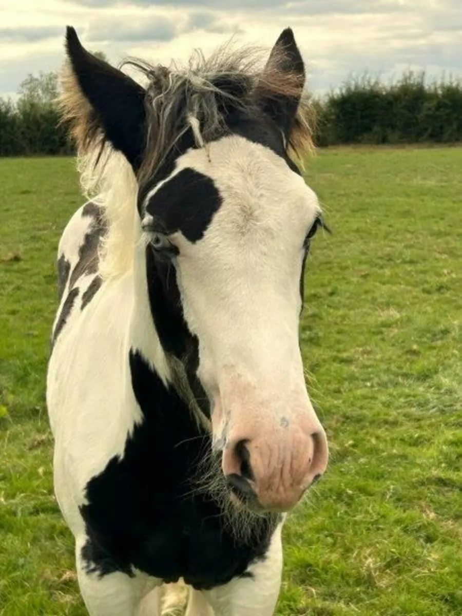 Traditional Irish Cob filly foals for sale - Image 3