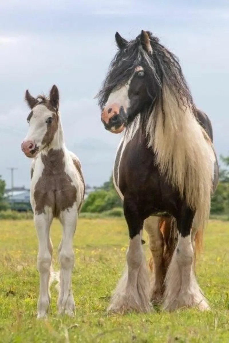 Traditional Irish Cob filly foals for sale - Image 4