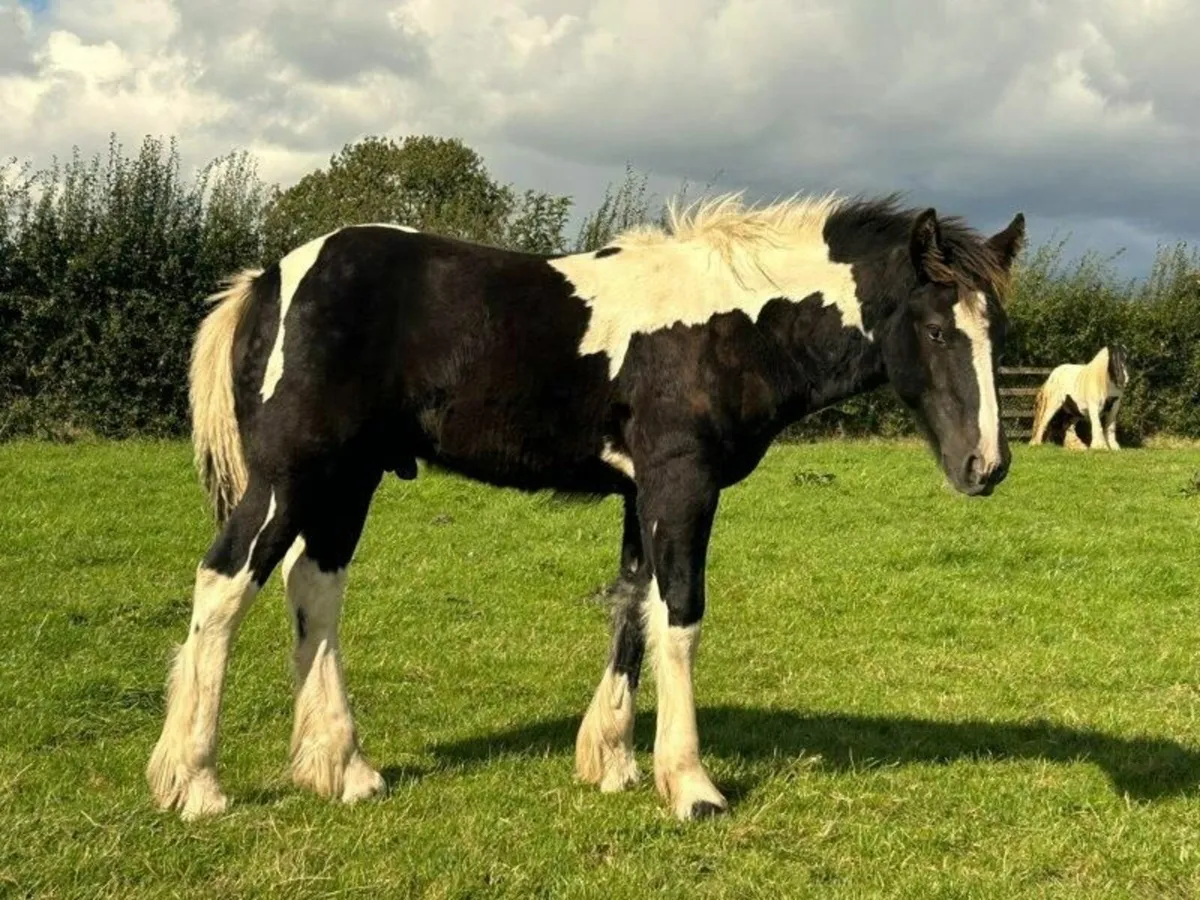 Traditional Irish Cob Colt Foals For Sale - Image 1