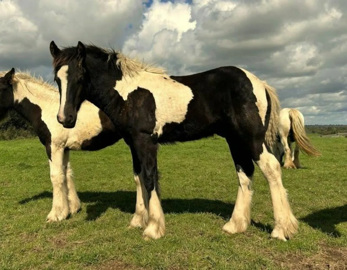 Traditional Irish Cob Colt Foals For Sale - Image 2