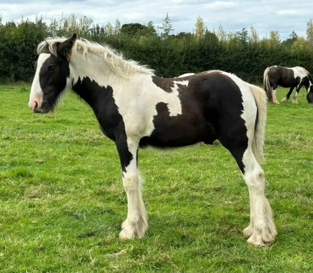 Traditional Irish Cob Colt Foals For Sale - Image 3