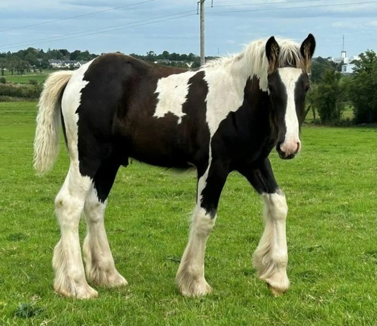 Traditional Irish Cob Colt Foals For Sale - Image 4