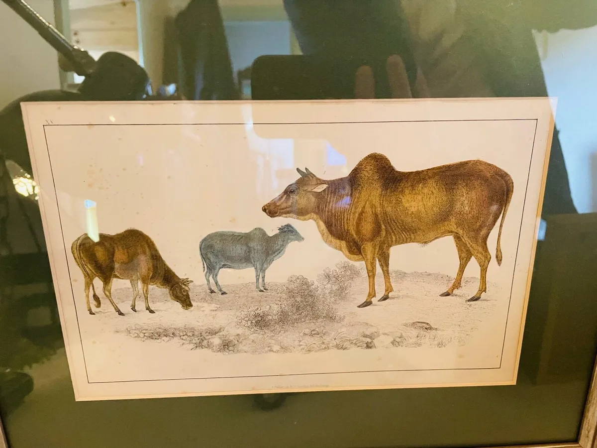 18th Century Framed Colour Engraving - Image 4